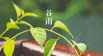 【二十四節(jié)氣灸】谷雨節(jié)氣脾土濕，艾灸降濕濁，脾旺不受邪！